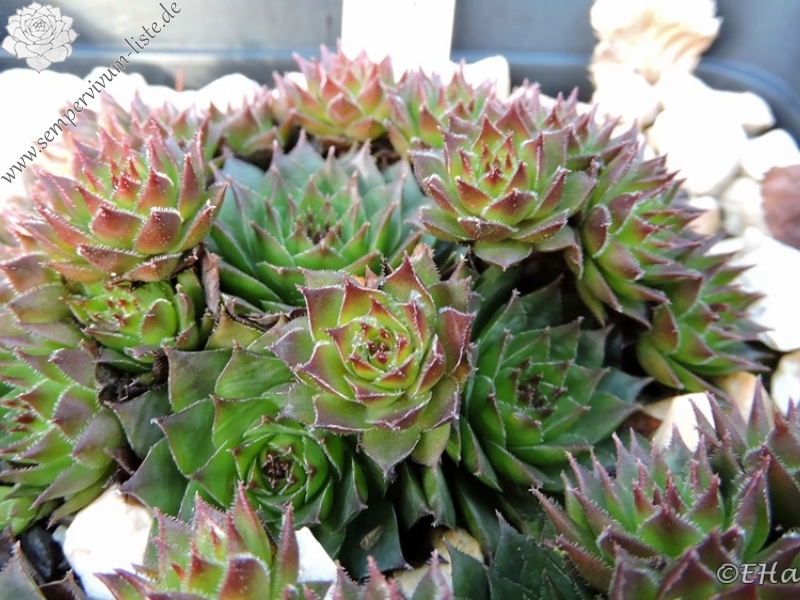 Havendijker Abendrot