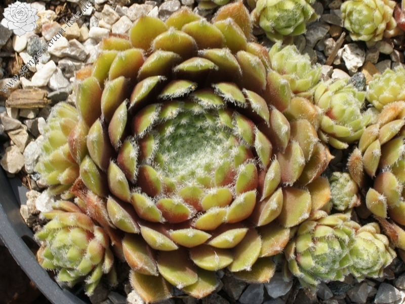 Haullauer's Seedling