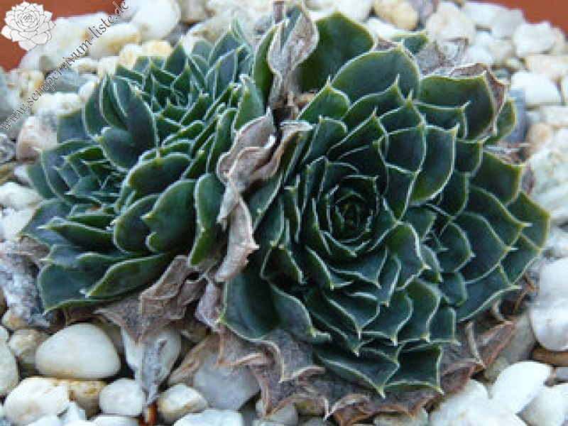 Hyacinth / Jovi
