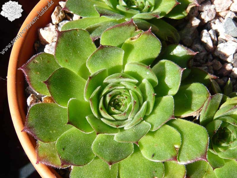 Henry Correvon / Jovi