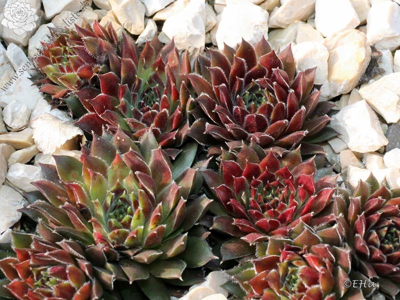 Havendijker Abendrot