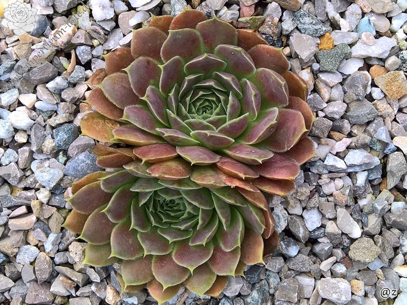 Neanias / Jovi