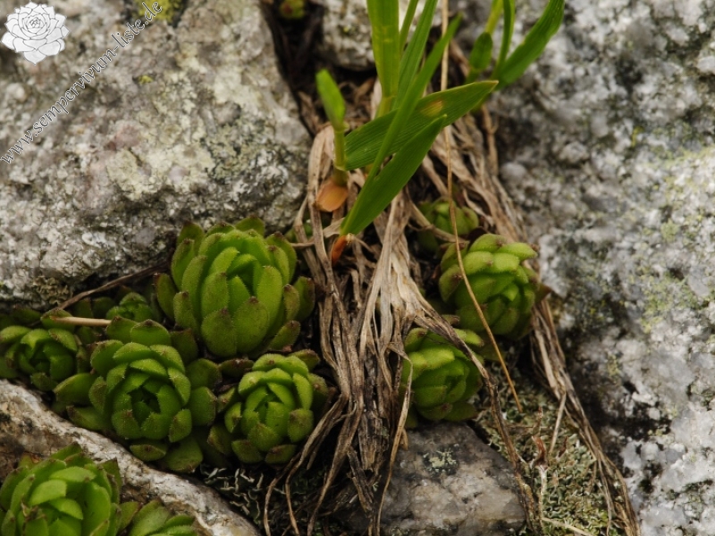 montanum ssp. carpathicum from Ľadový hrebeň