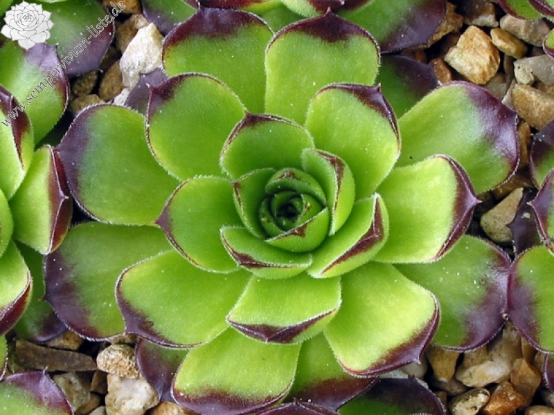 Henry Correvon / Jovi