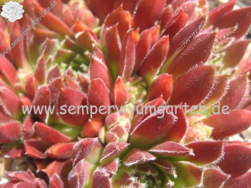 Havendijker Abendrot