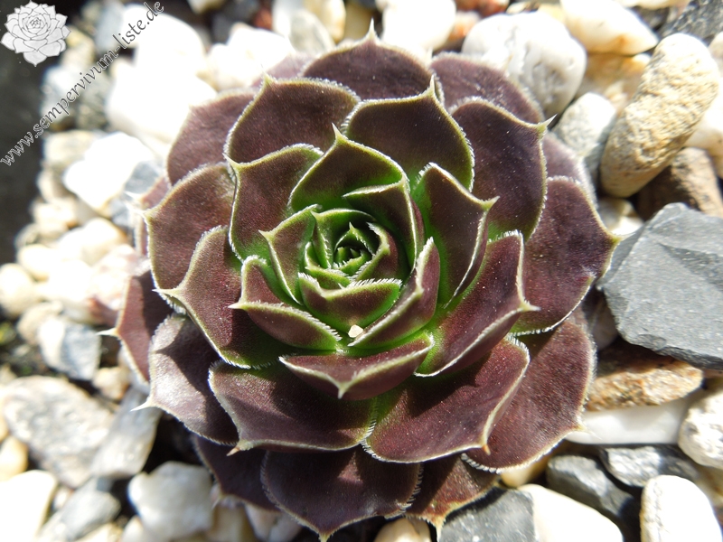 Helegant Lady / Jovi