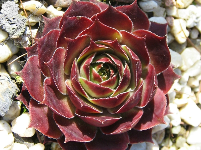 Schnucki