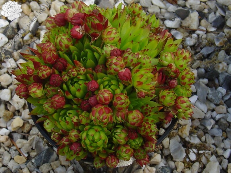 Summer Sprite / Jovi