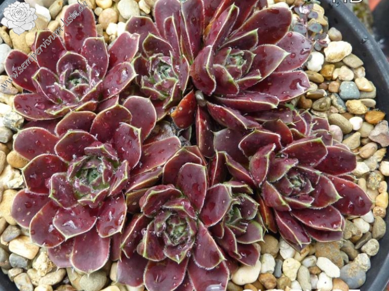 Glory of Somerset / Jovi