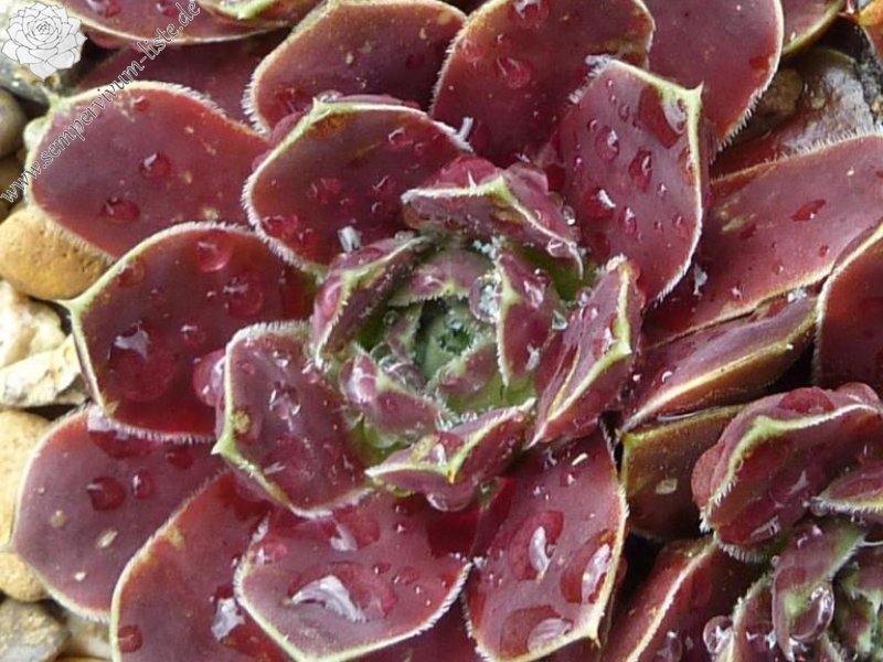 Glory of Somerset / Jovi