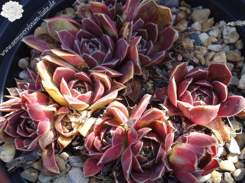 Glory of Somerset / Jovi