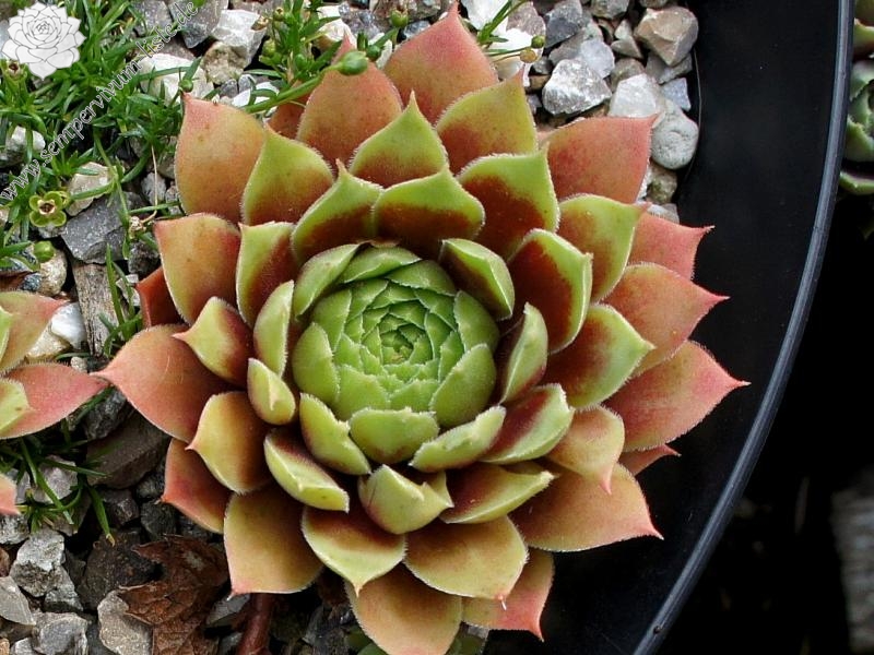 Pacific Country Cousin