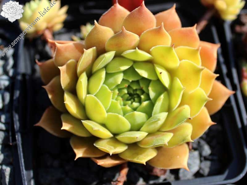 Pacific Country Cousin