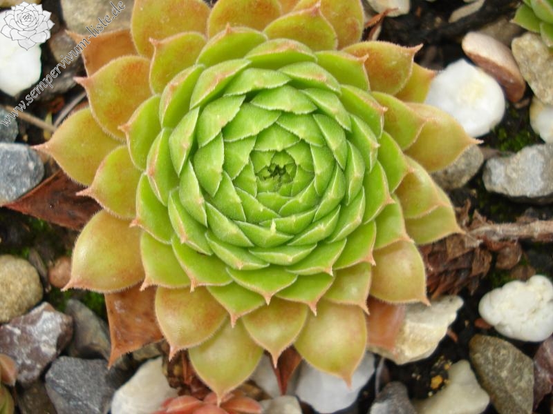 Pacific Country Cousin