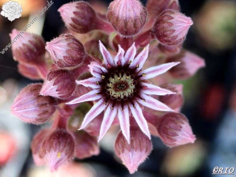 Pacific Country Cousin