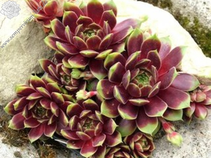 Pacific Country Cousin