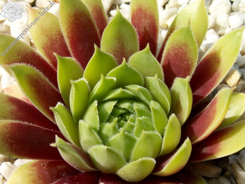 Pacific Country Cousin