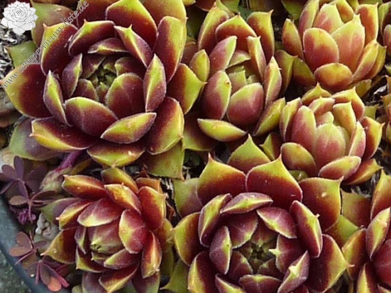 Pacific Country Cousin