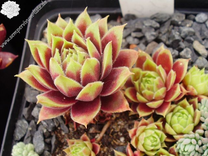 Pacific Country Cousin