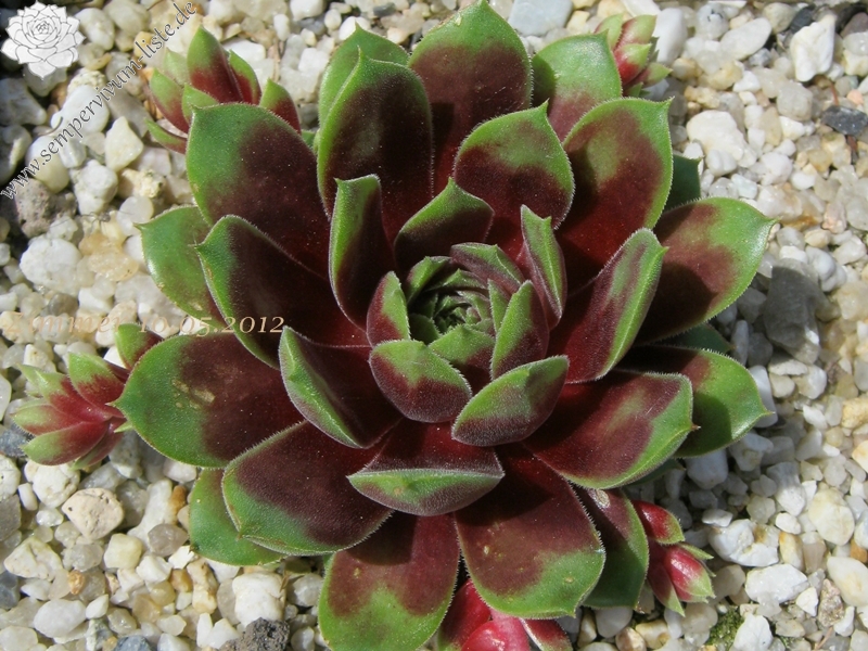 Pacific Country Cousin