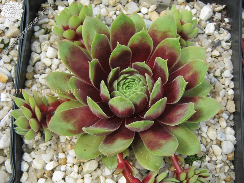 Pacific Country Cousin