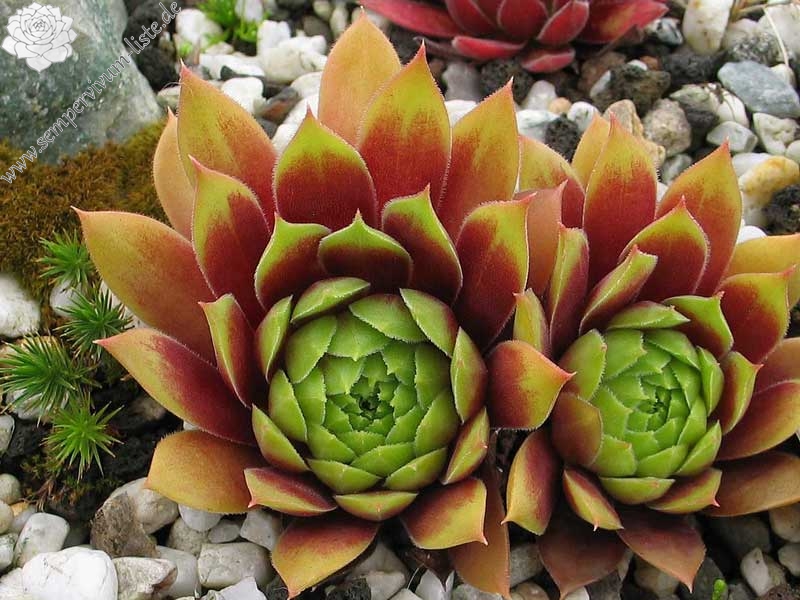 Pacific Country Cousin