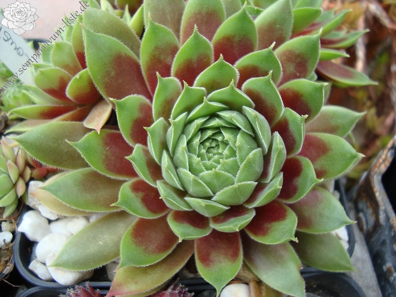 Pacific Country Cousin