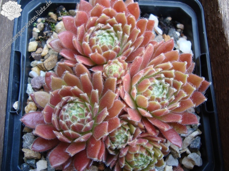 Simon's Traum
