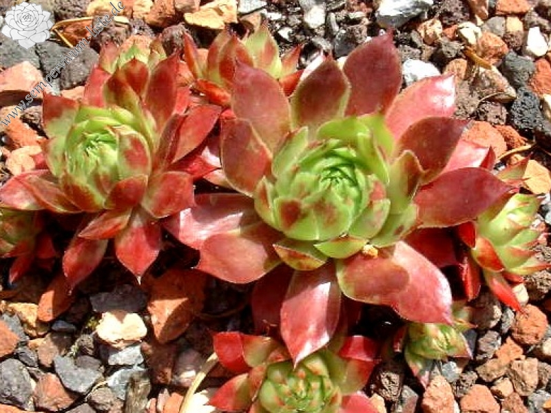 Giant Red