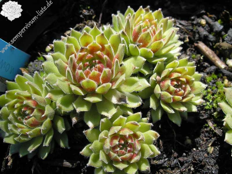 Simon's Traum