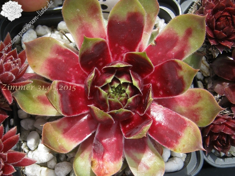 Red Carousel