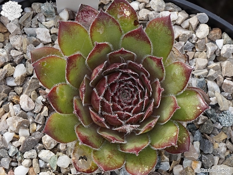Telma