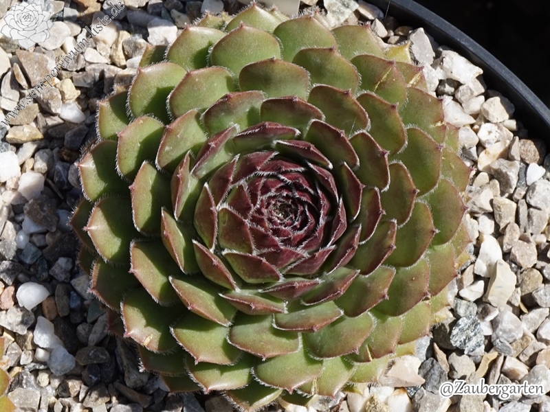 Telma