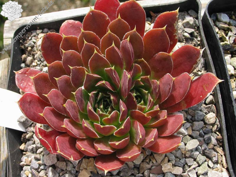 Spitzentänzerin / Jovi