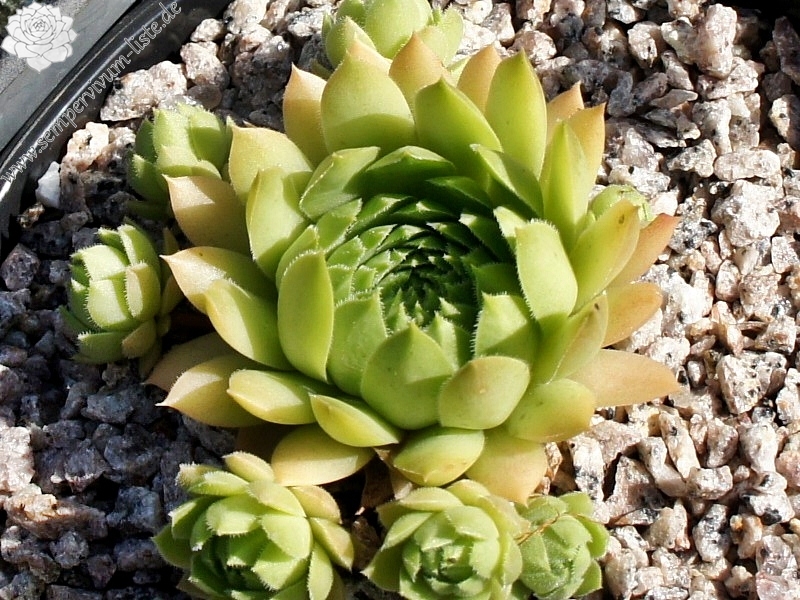 Sterkugel (II)