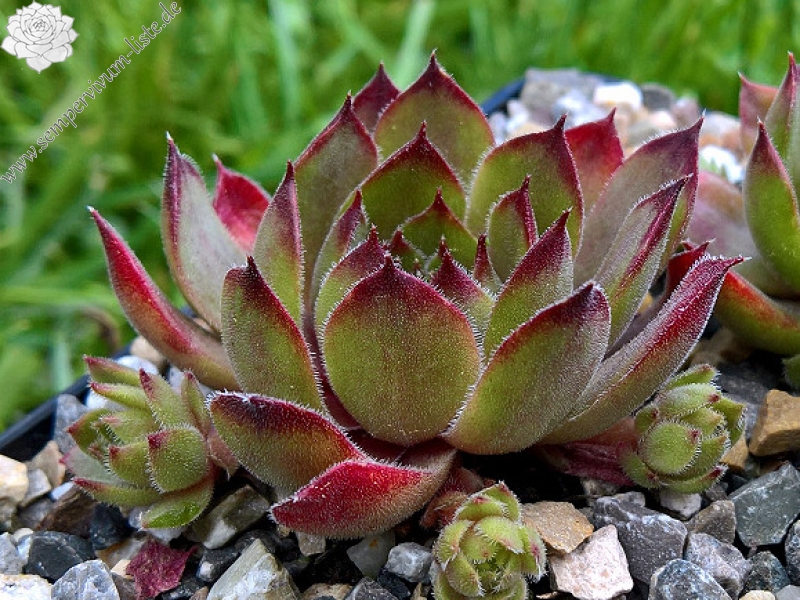 Ernest Hepworth No. 3