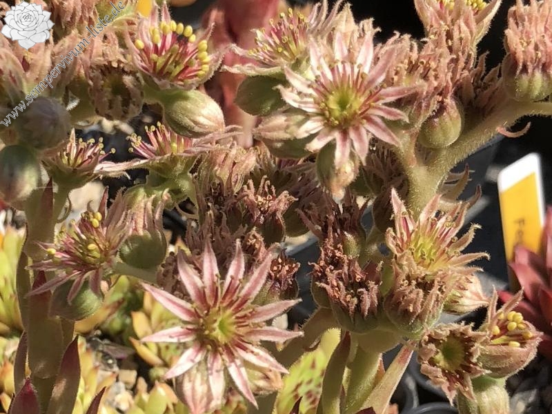 Ernest Hepworth No. 3