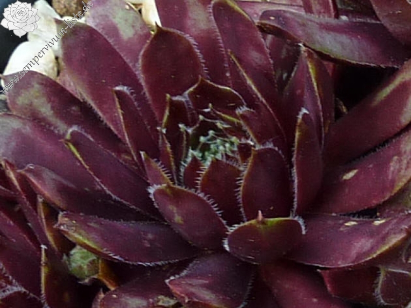 Eufrasia
