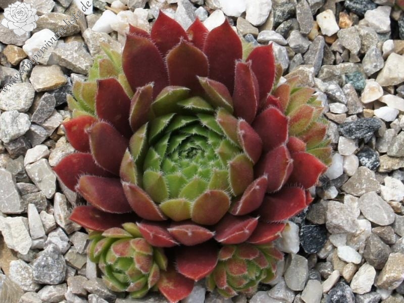 Eufrasia