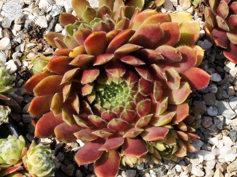 Eufrasia