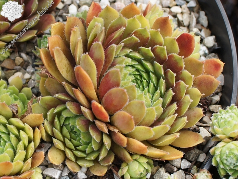 Eufrasia