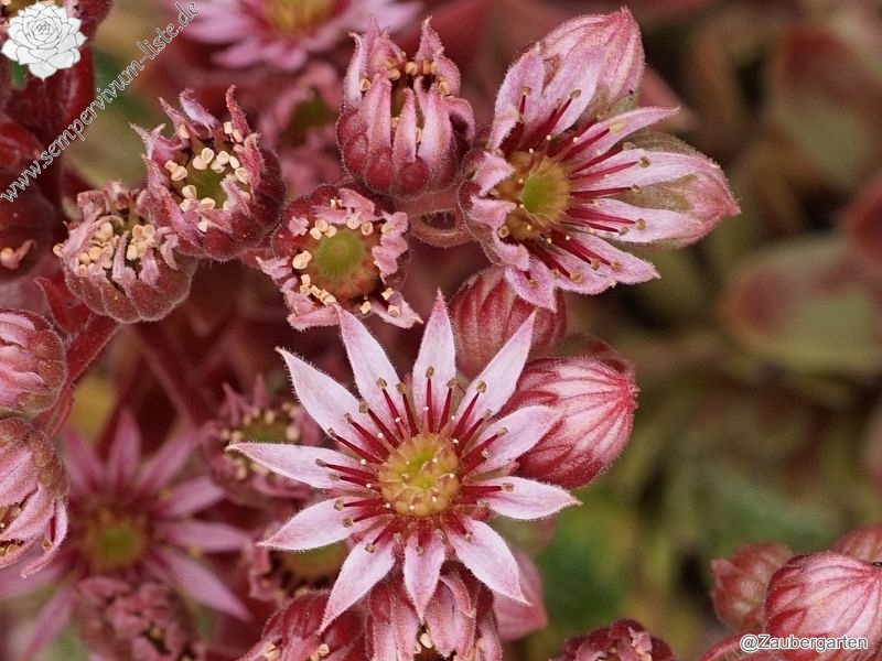 Eufrasia