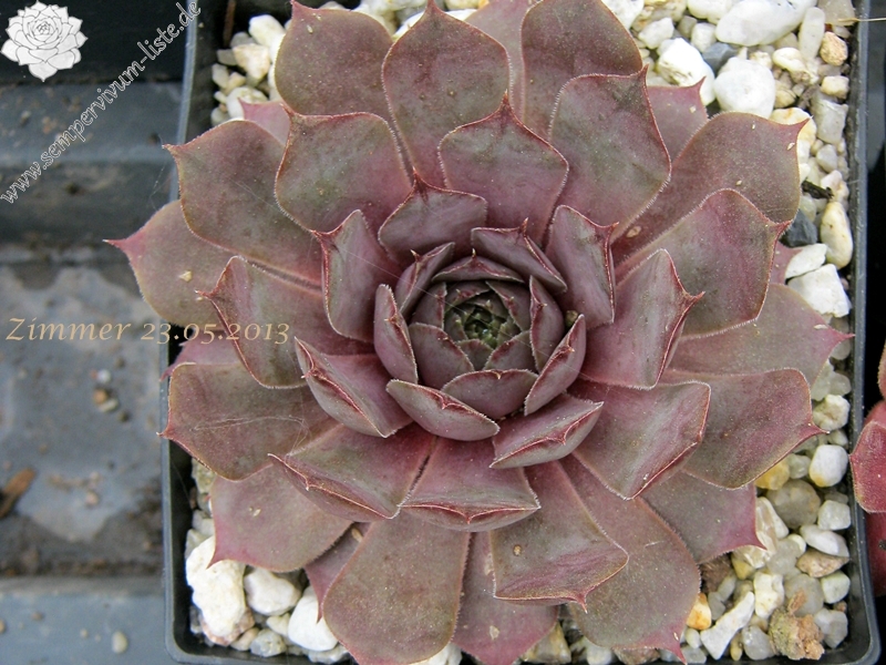 Eugenia