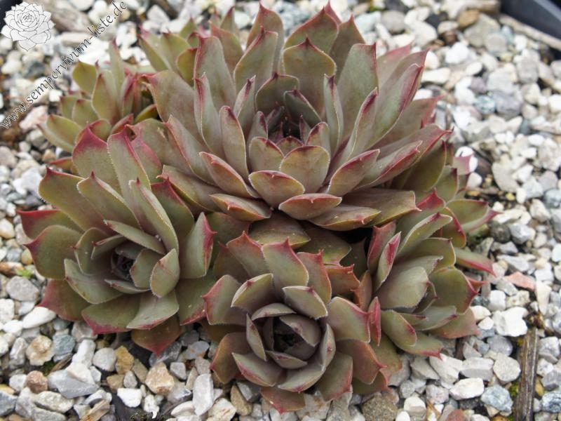 Eugenia