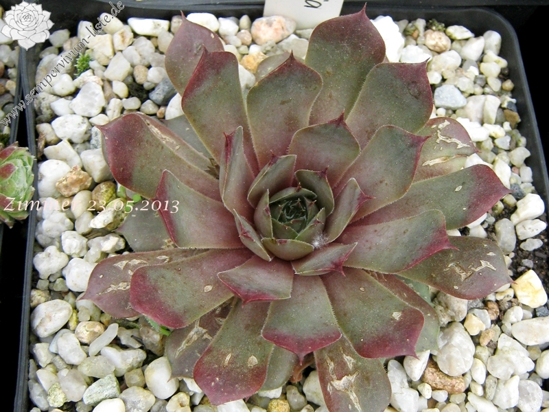 Eugenia