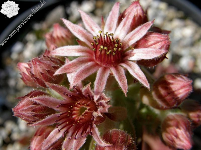 Eugenia