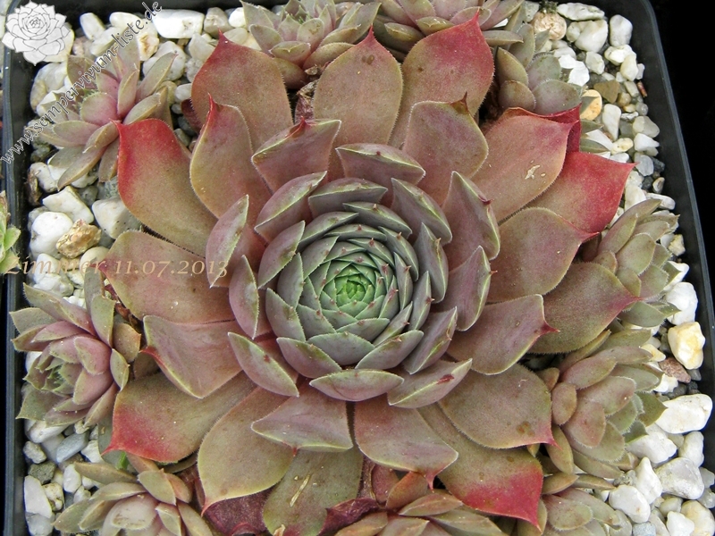 Eugenia