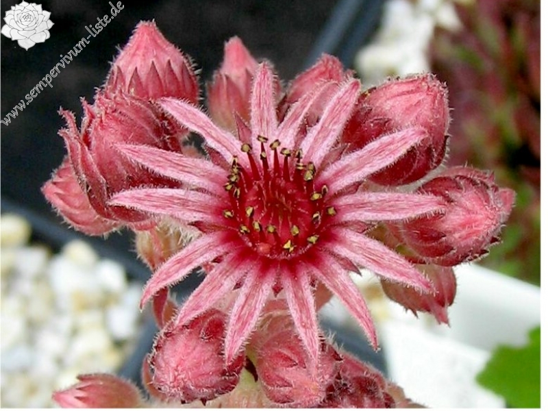 Eugenia