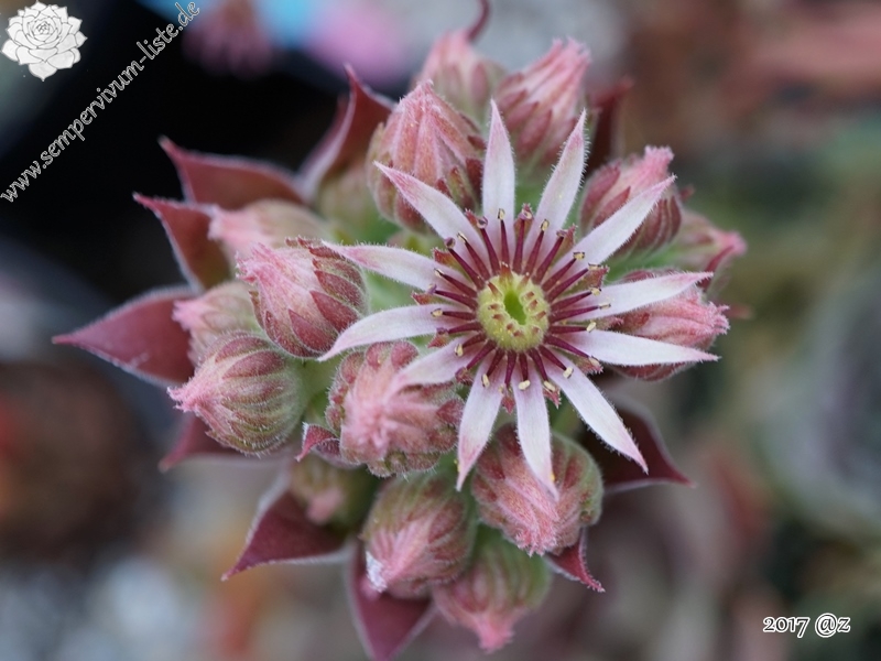 Eulalia