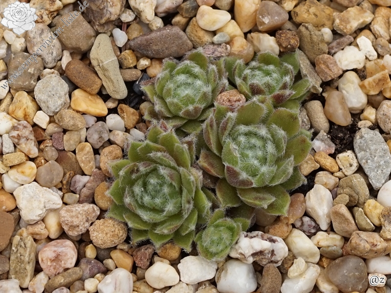 Euphrosina
